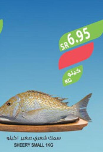 King Fish  in المزرعة in مملكة العربية السعودية, السعودية, سعودية - جدة