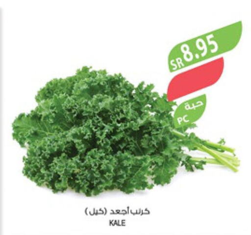  Cabbage  in Farm  in KSA, Saudi Arabia, Saudi - Jubail