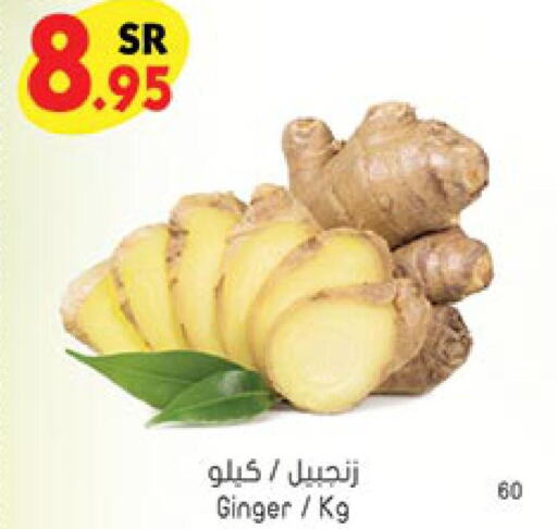  Ginger  in بن داود in مملكة العربية السعودية, السعودية, سعودية - خميس مشيط