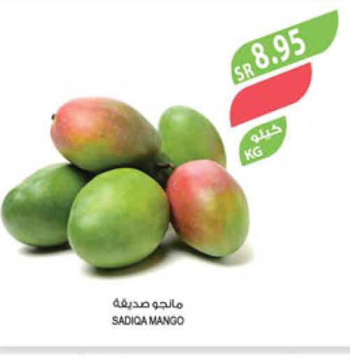 Mango Mango  in Farm  in KSA, Saudi Arabia, Saudi - Tabuk