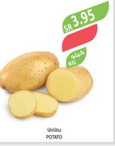  Potato  in المزرعة in مملكة العربية السعودية, السعودية, سعودية - سيهات