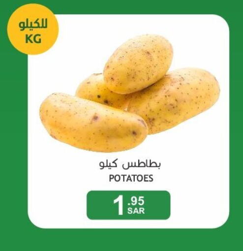  Potato  in  مـزايــا in مملكة العربية السعودية, السعودية, سعودية - سيهات