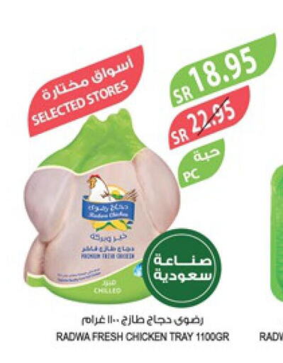  Fresh Chicken  in Farm  in KSA, Saudi Arabia, Saudi - Al-Kharj