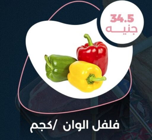  Chilli / Capsicum  in فلامنجو هايبرماركت in Egypt - القاهرة