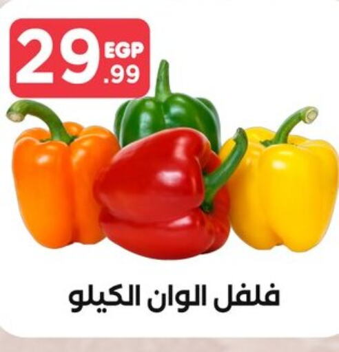  Chilli / Capsicum  in المحلاوي ستورز in Egypt - القاهرة