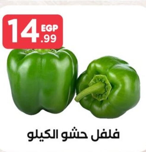  Chilli / Capsicum  in المحلاوي ستورز in Egypt - القاهرة