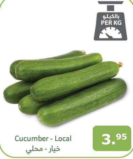 Cucumber