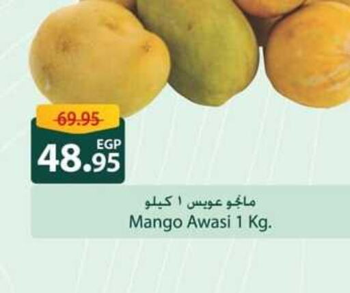  Mangoes  in Spinneys  in Egypt - Cairo