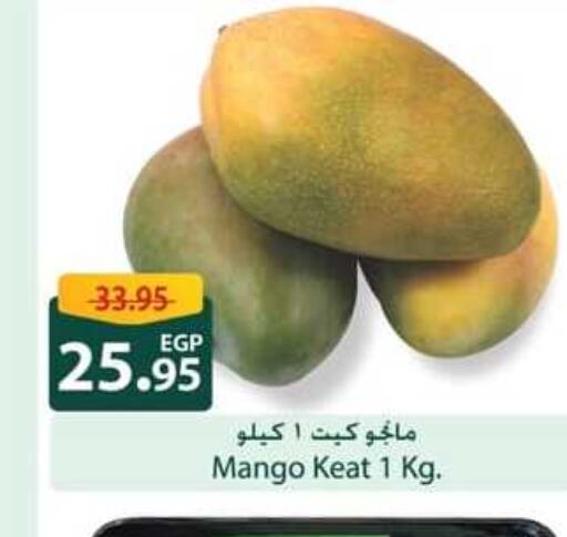  Mangoes  in Spinneys  in Egypt - Cairo