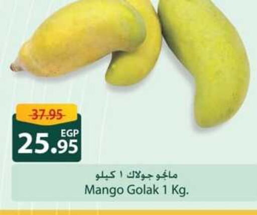  Mangoes  in Spinneys  in Egypt - Cairo