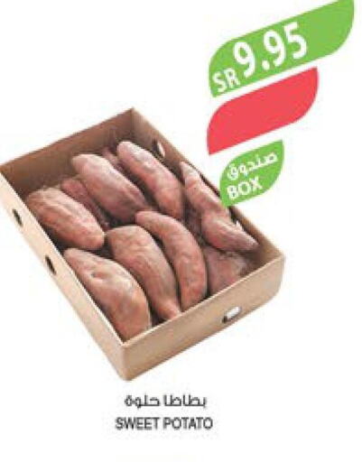  Sweet Potato  in Farm  in KSA, Saudi Arabia, Saudi - Jeddah