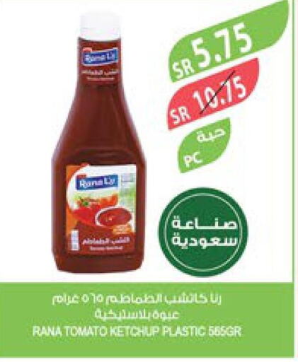  Tomato Ketchup  in Farm  in KSA, Saudi Arabia, Saudi - Yanbu