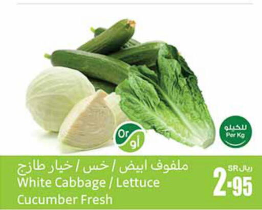  Cucumber  in Othaim Markets in KSA, Saudi Arabia, Saudi - Mecca