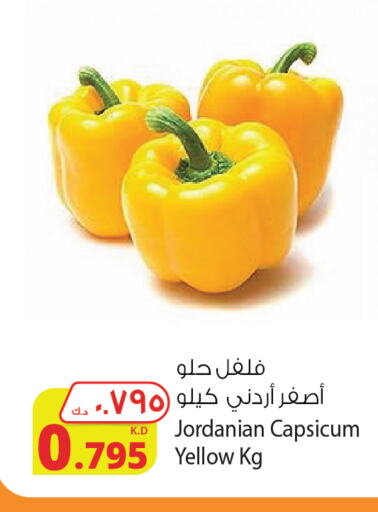  Chilli / Capsicum  in شركة المنتجات الزراعية الغذائية in الكويت - محافظة الجهراء