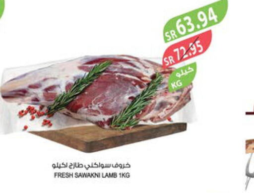  Mutton / Lamb  in Farm  in KSA, Saudi Arabia, Saudi - Khafji