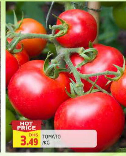  Tomato  in المدينة in الإمارات العربية المتحدة , الامارات - الشارقة / عجمان