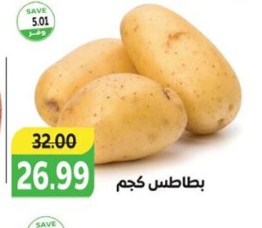  Potato  in  in Egypt - القاهرة