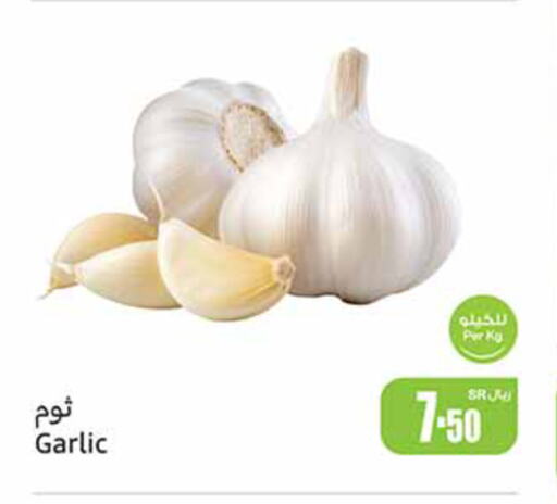 Garlic