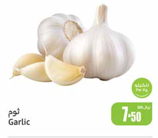  Garlic  in أسواق عبد الله العثيم in مملكة العربية السعودية, السعودية, سعودية - الرس