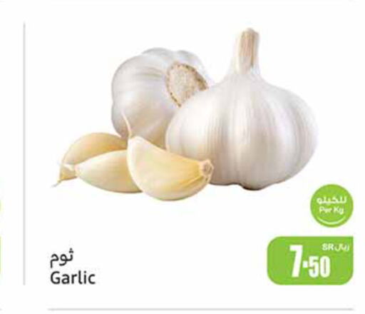  Garlic  in Othaim Markets in KSA, Saudi Arabia, Saudi - Medina