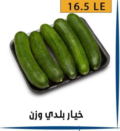  Cucumber  in بن سليمان in Egypt - القاهرة