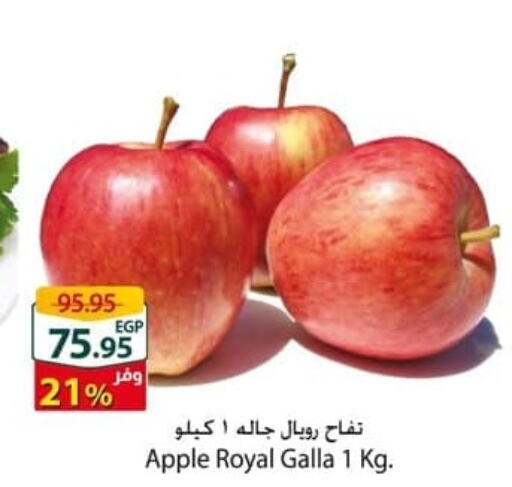  Apples  in سبينس in Egypt - القاهرة