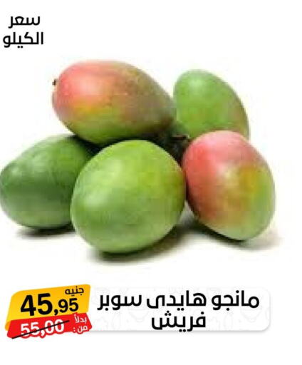 Mango Mangoes  in Beit El Gomla in Egypt - Cairo