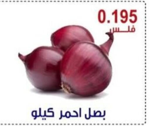  Onion  in Egaila Cooperative Society in Kuwait - Ahmadi Governorate