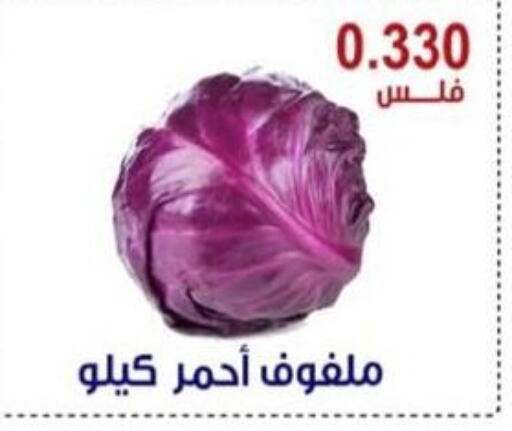  Cabbage  in Egaila Cooperative Society in Kuwait - Ahmadi Governorate