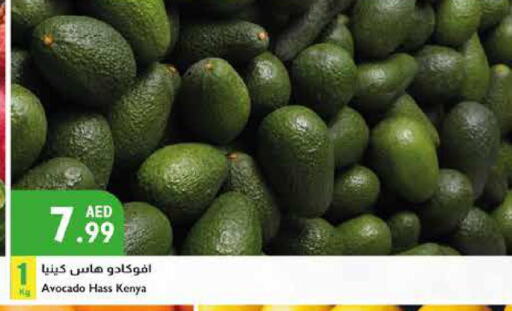  Avacado  in إسطنبول سوبرماركت in الإمارات العربية المتحدة , الامارات - أبو ظبي