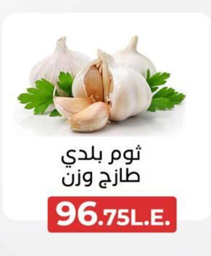 Garlic