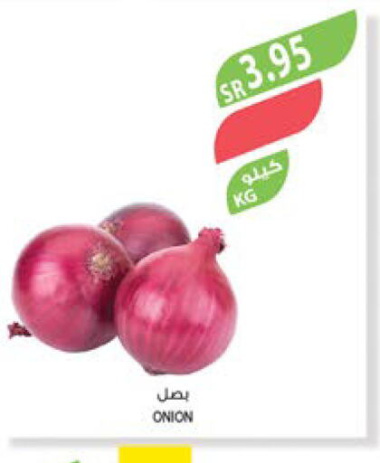  Onion  in Farm  in KSA, Saudi Arabia, Saudi - Jazan