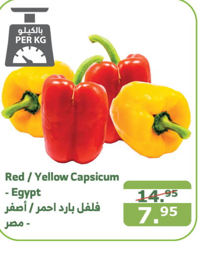  Chilli / Capsicum  in الراية in مملكة العربية السعودية, السعودية, سعودية - القنفذة