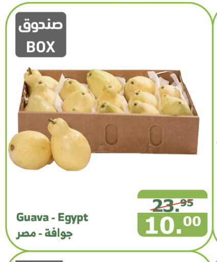  Guava  in Al Raya in KSA, Saudi Arabia, Saudi - Jazan