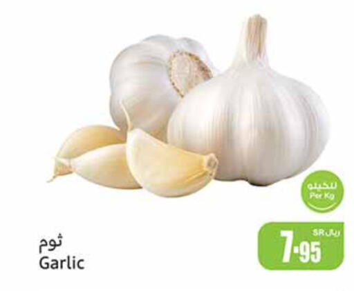 Garlic