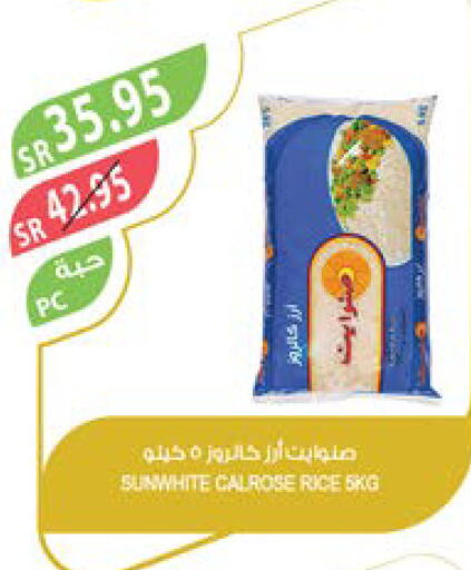  Calrose Rice  in Farm  in KSA, Saudi Arabia, Saudi - Sakaka