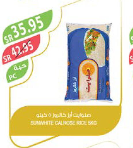  Calrose Rice  in Farm  in KSA, Saudi Arabia, Saudi - Yanbu