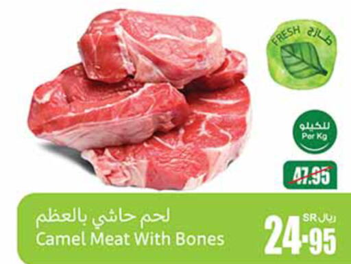  Camel meat  in Othaim Markets in KSA, Saudi Arabia, Saudi - Medina