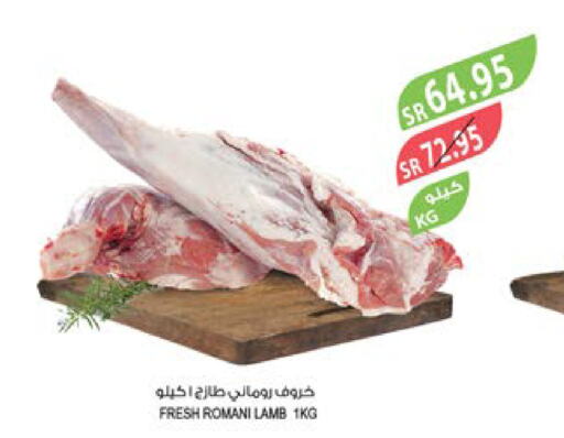  Mutton / Lamb  in Farm  in KSA, Saudi Arabia, Saudi - Tabuk