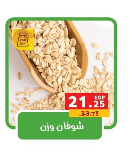  Oats  in Panda  in Egypt - Cairo