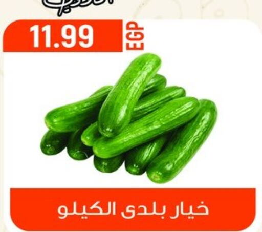  Cucumber  in أولاد المحاوى in Egypt - القاهرة