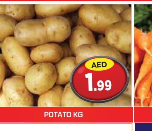  Potato  in سنابل بني ياس in الإمارات العربية المتحدة , الامارات - أم القيوين‎