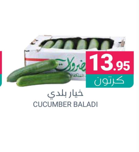 Cucumber