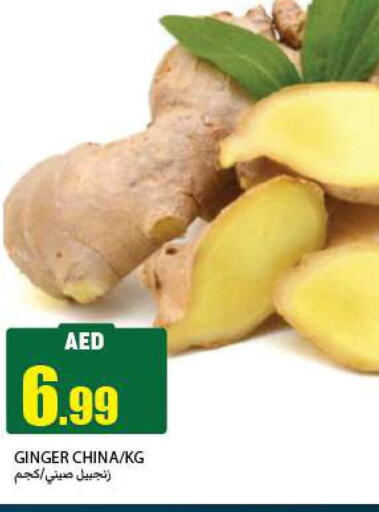  Ginger  in  روابي ماركت عجمان in الإمارات العربية المتحدة , الامارات - الشارقة / عجمان