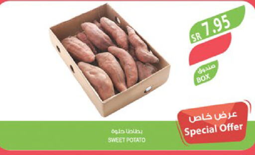  Sweet Potato  in Farm  in KSA, Saudi Arabia, Saudi - Al Bahah