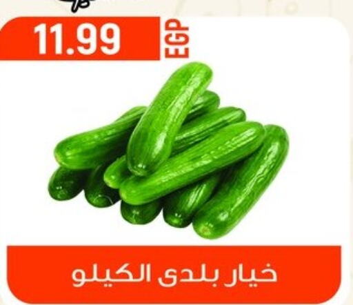  Cucumber  in أولاد المحاوى in Egypt - القاهرة