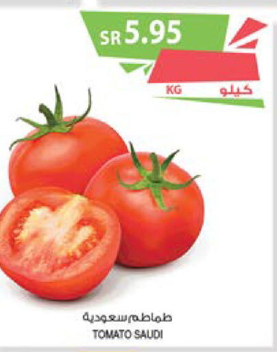  Tomato  in Farm  in KSA, Saudi Arabia, Saudi - Tabuk