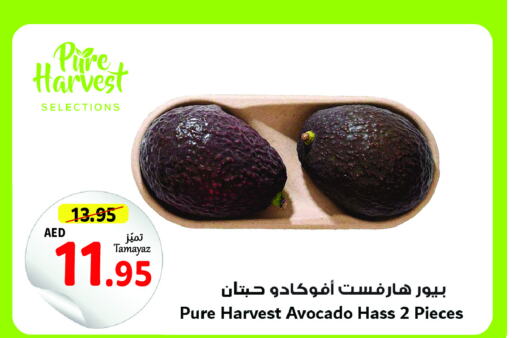  Avacado  in تعاونية الاتحاد in الإمارات العربية المتحدة , الامارات - أبو ظبي