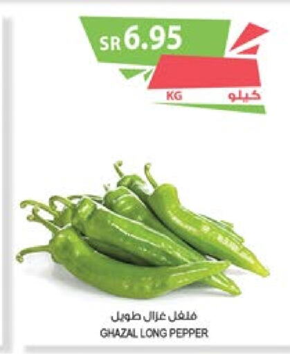  Chilli / Capsicum  in Farm  in KSA, Saudi Arabia, Saudi - Abha