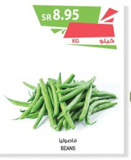  Beans  in Farm  in KSA, Saudi Arabia, Saudi - Abha